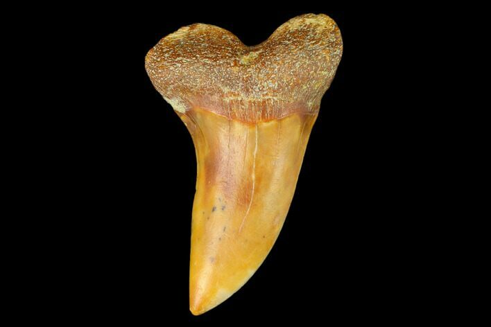 Colorful Mako/White Shark Tooth Fossil - Sharktooth Hill, CA #122688